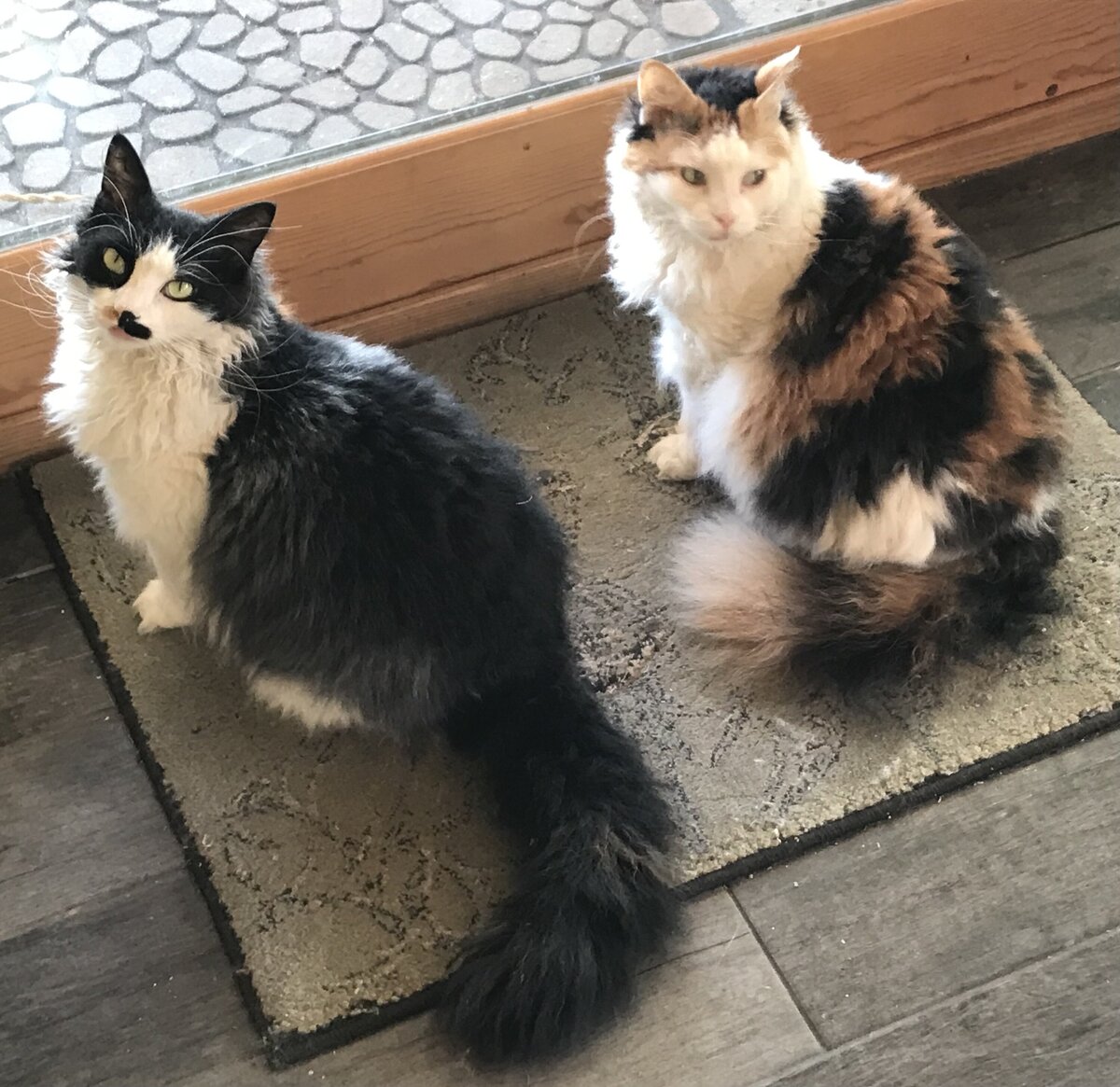 DOTSIE n FRIZZLES_E5428