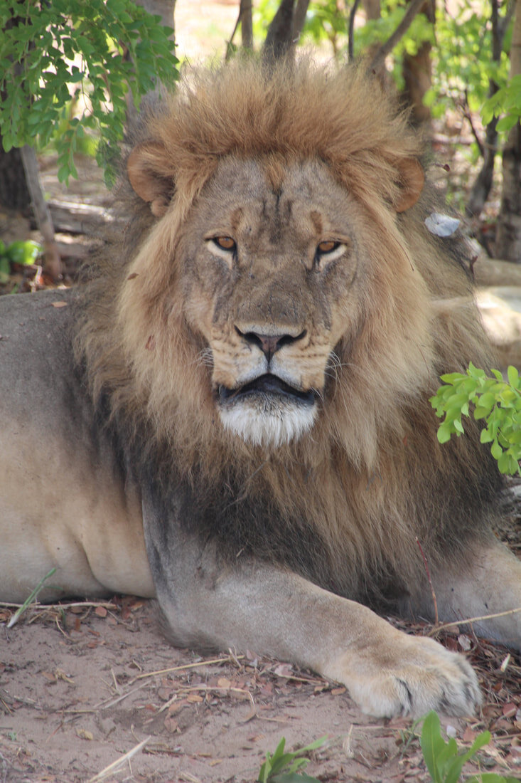 lion-king_orig