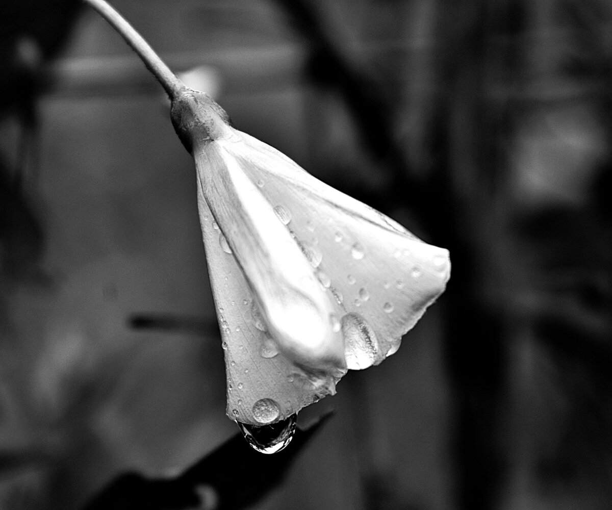 Greyscale Closeup Photo of a flower