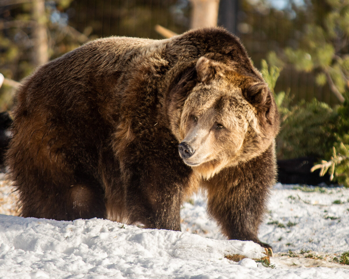 grizzly-bear-yellowstone-national-park-photographer-tonya-damron-photography108