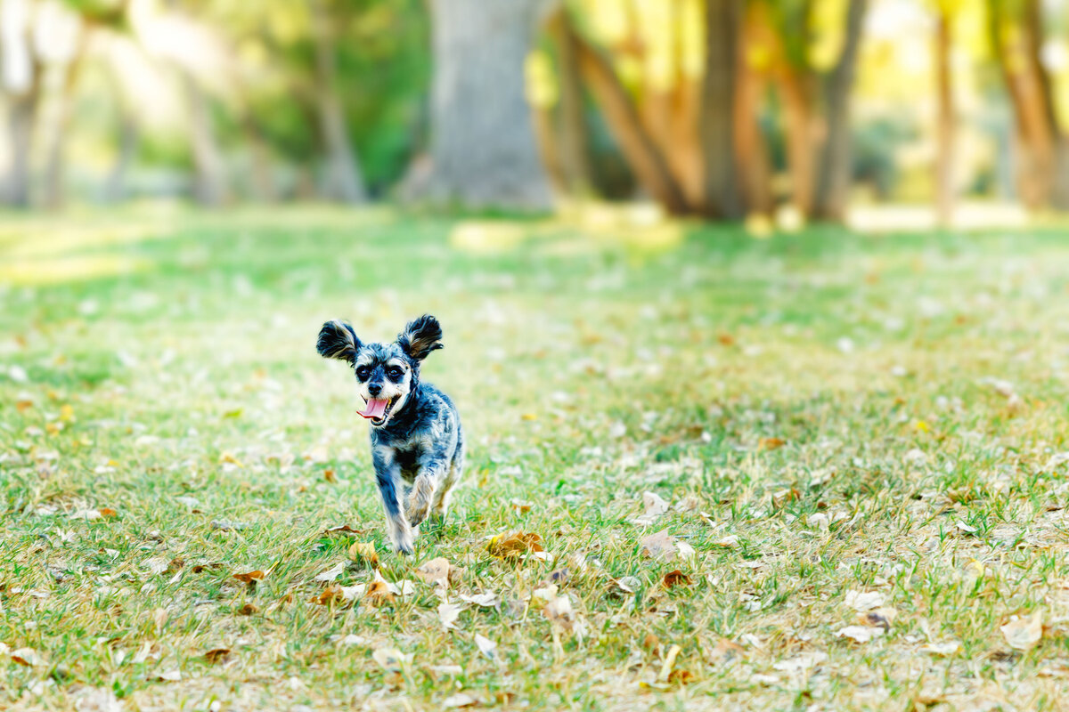 Pet Photographer Grand Junction -  348