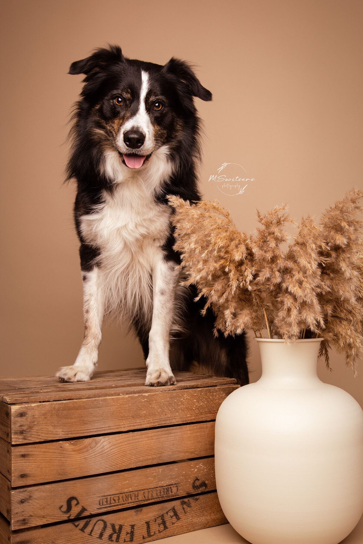 Border collie in een hondenmand met bohodecoratie tijdens een hondenfotoshoot in de studio te Geel