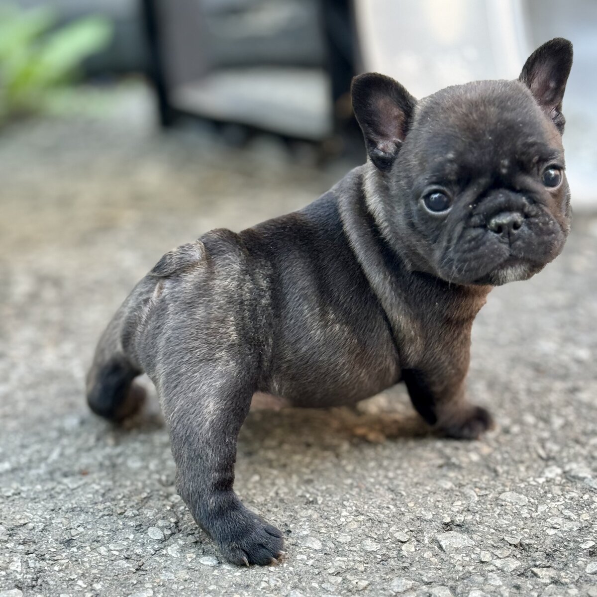 french bulldog puppy 4