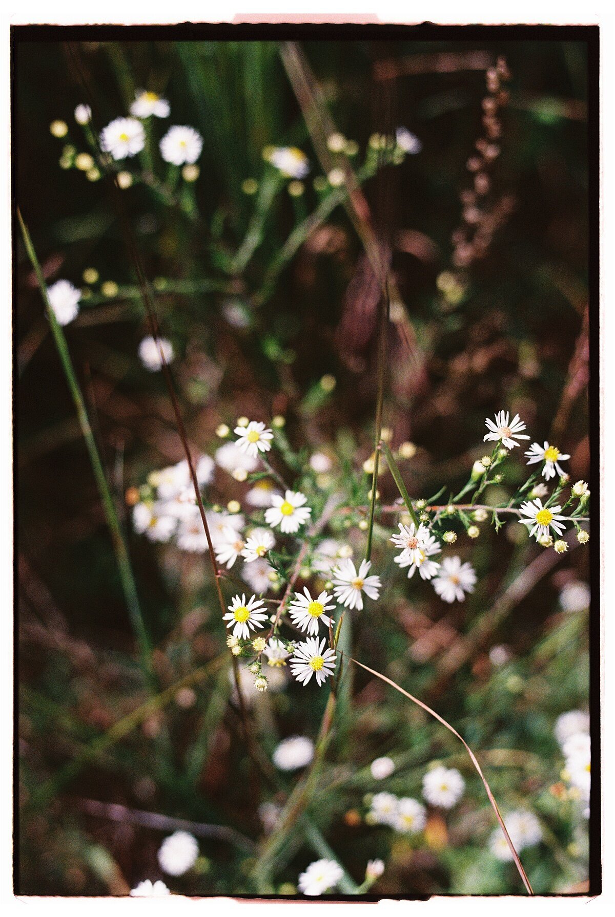 Amber_Watson_Film_Florals (7)