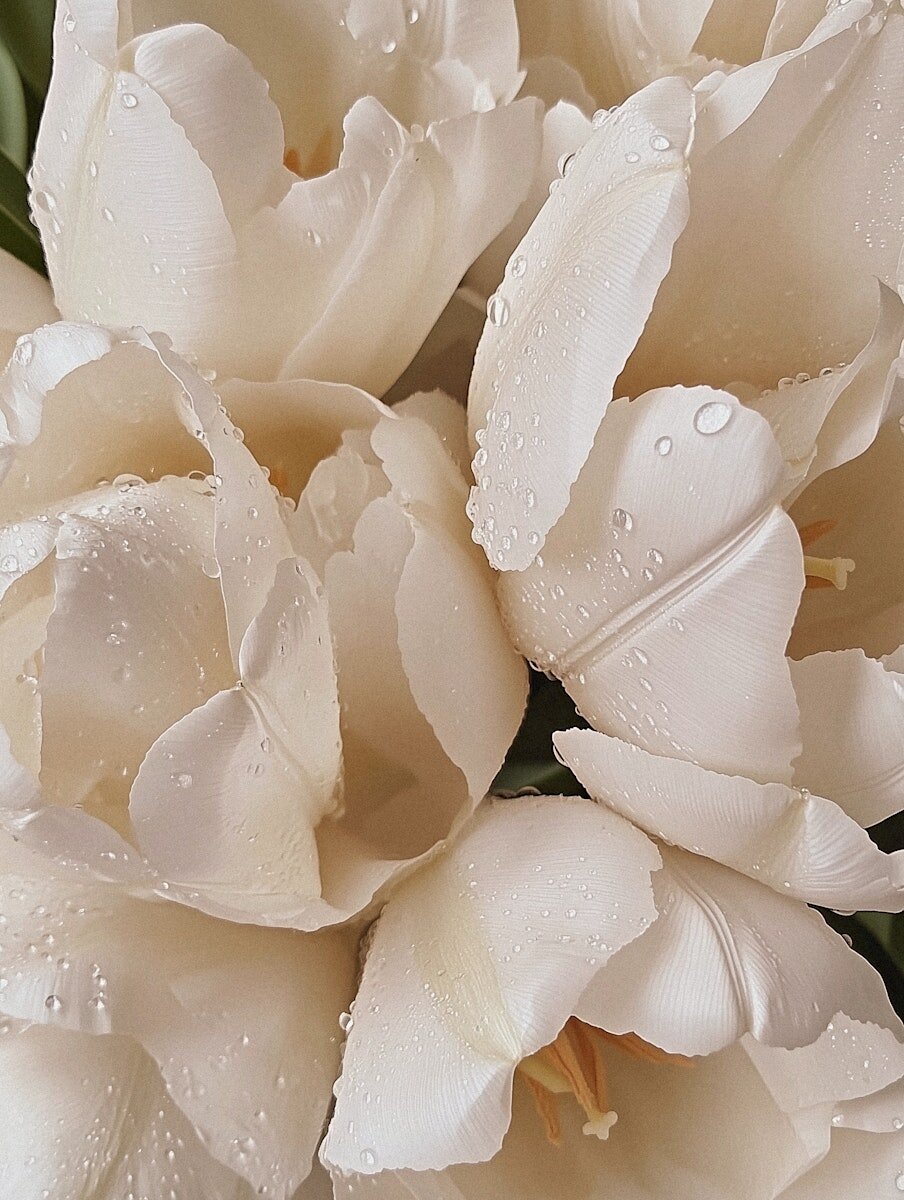 White Tulips Close-Up