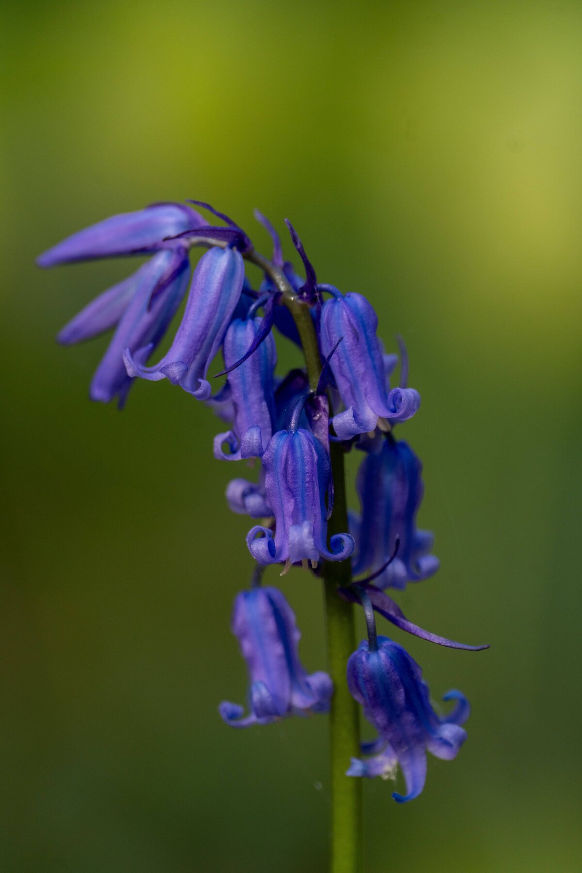 002A2025-04-21_HALLERBOS_002A