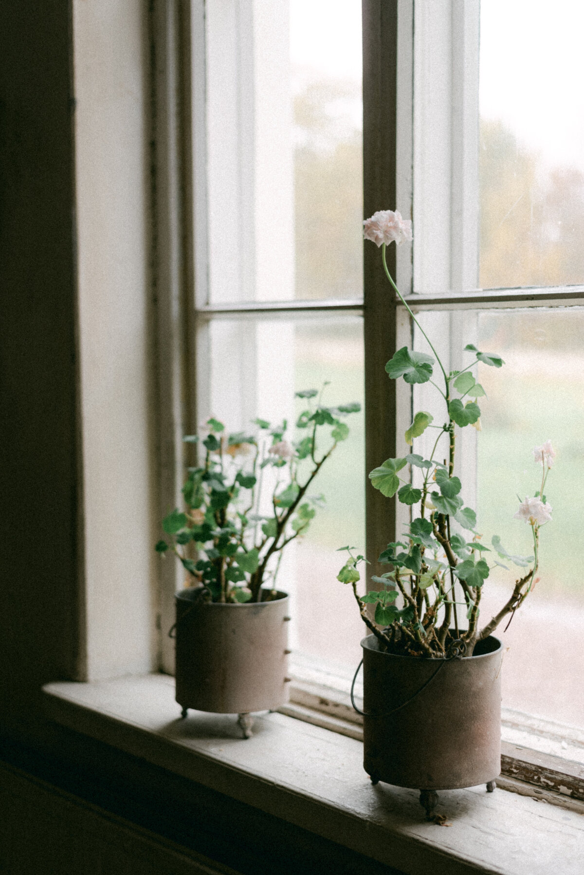 Pelargonioita ikkunalaudalla Oitbackan kartanolla.