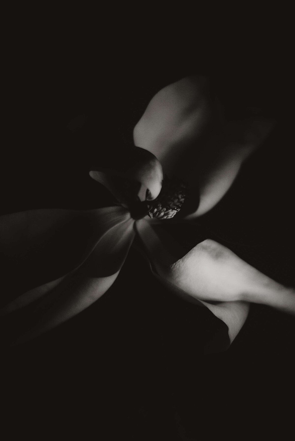 Close up flower in black and white
