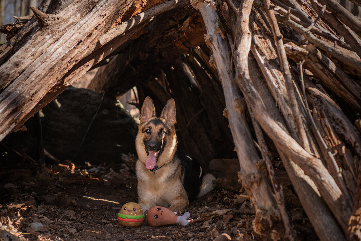 Dog laying under a structure built in the woods with her hamburger toy and her turkey leg toy in Chamber's Grove. Photographed in Duluth, Minnesota by Paddle Paws Photography.