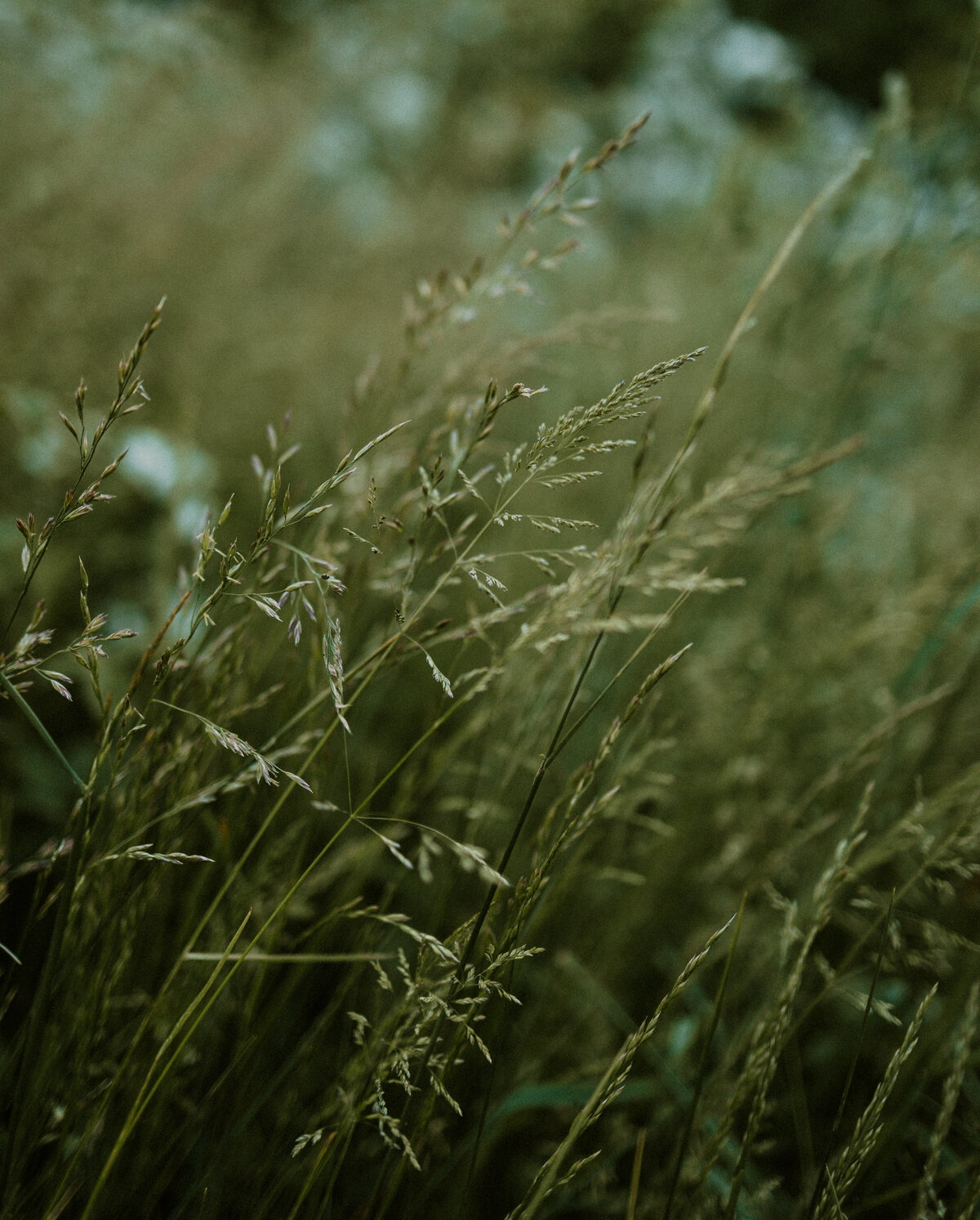 tennessee-field-engagement-session-nicole-lenia-kiser-imagery