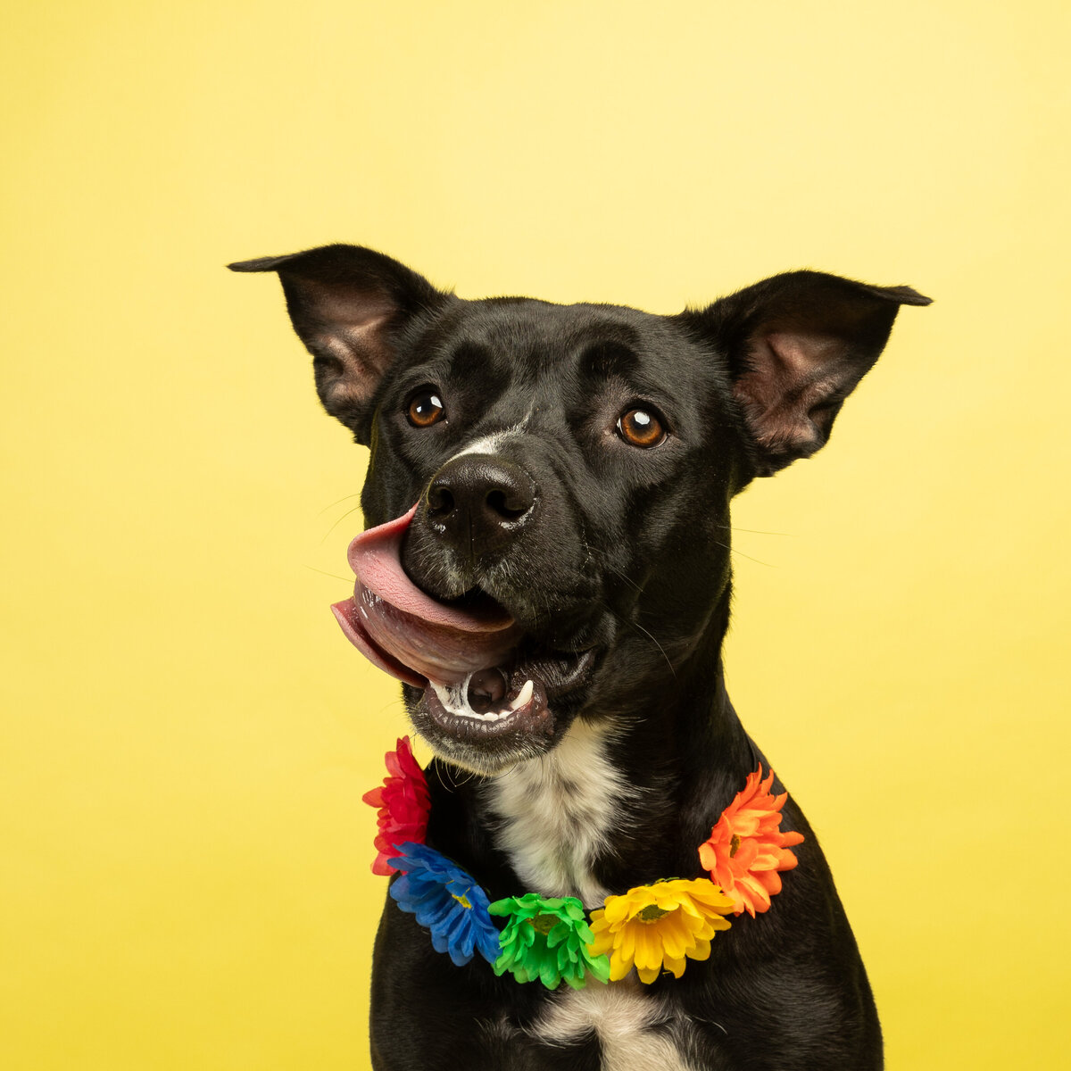 Pet photos studio Cleveland Ohio-2767
