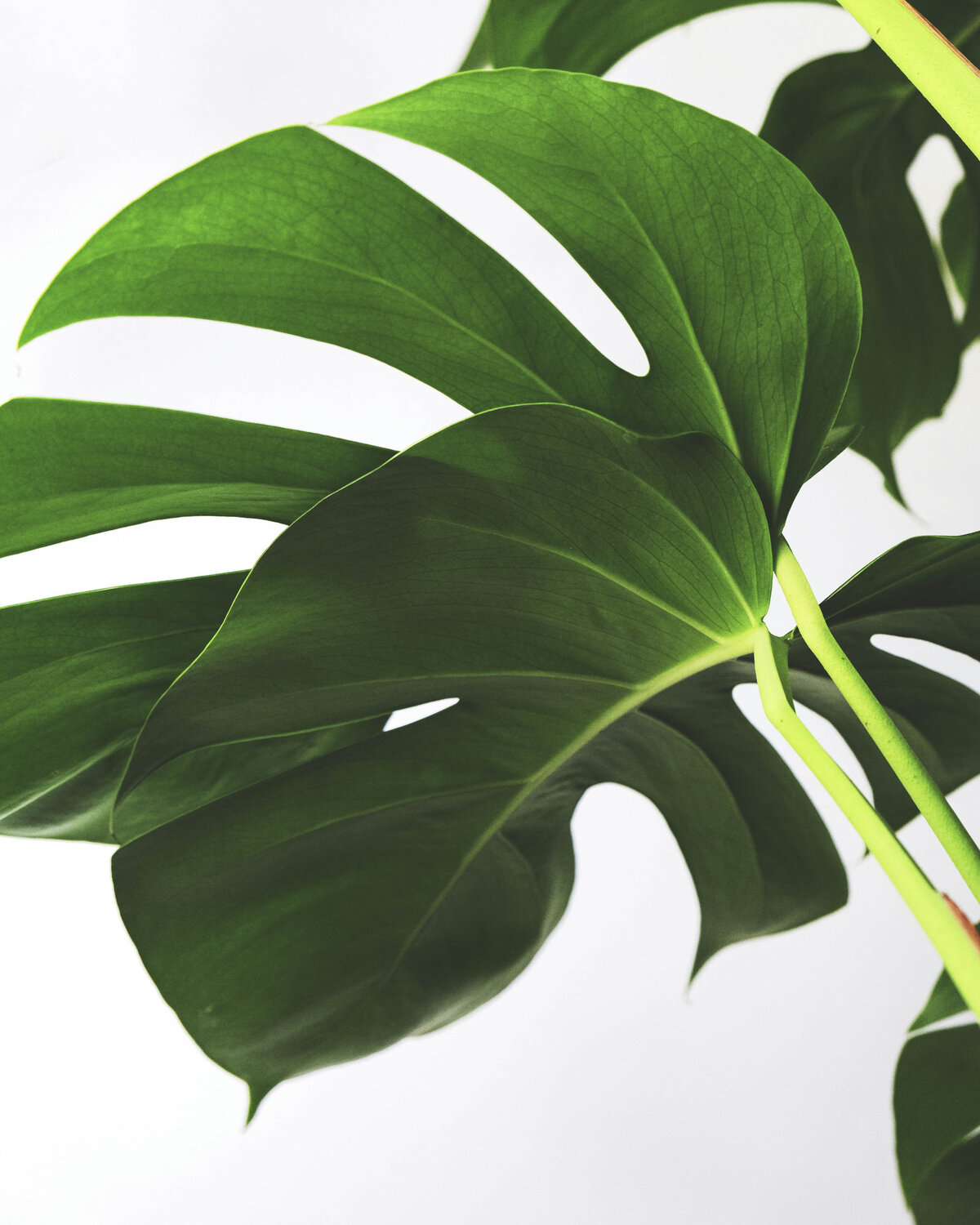 Monstera leaf