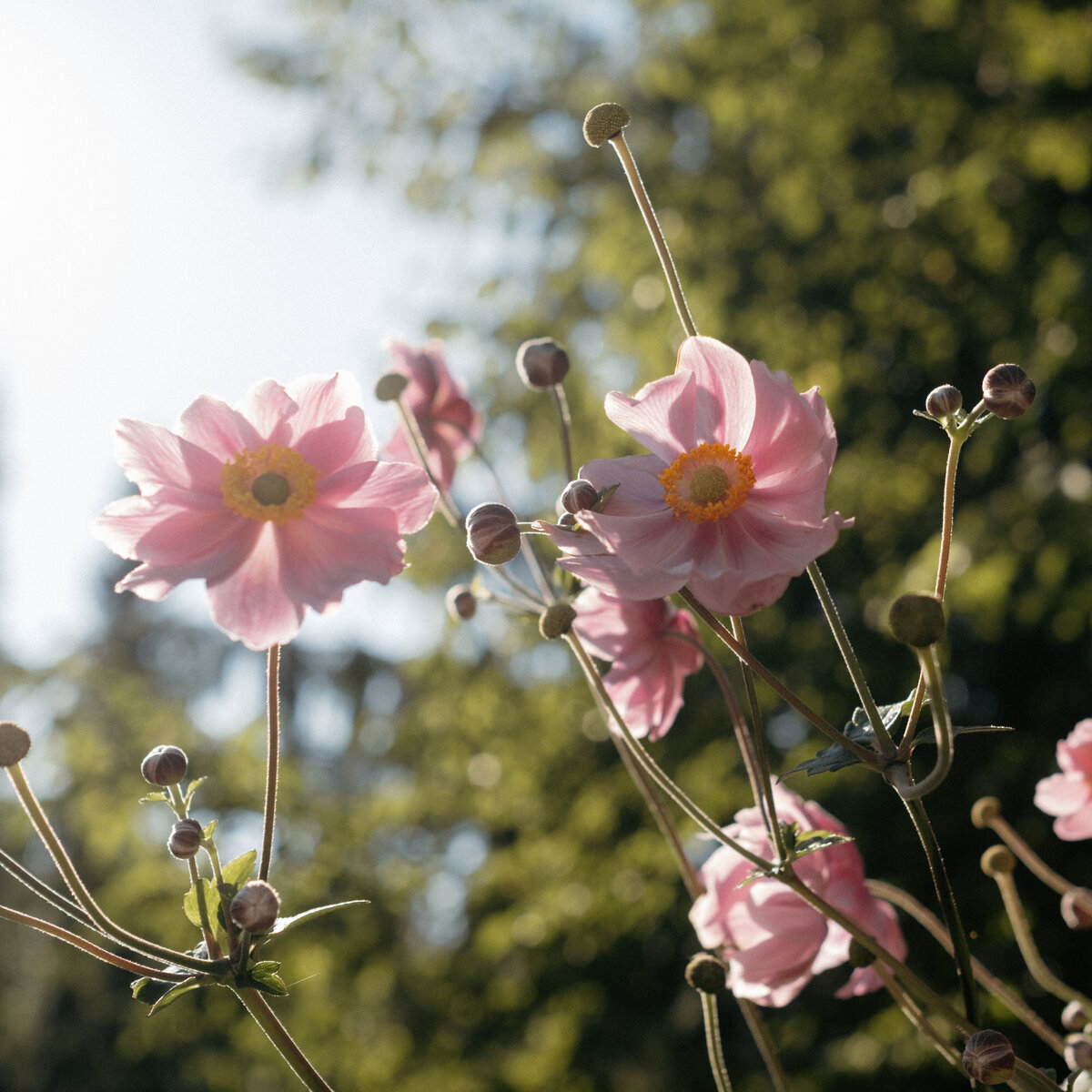 BC-Wedding-Photographer-10