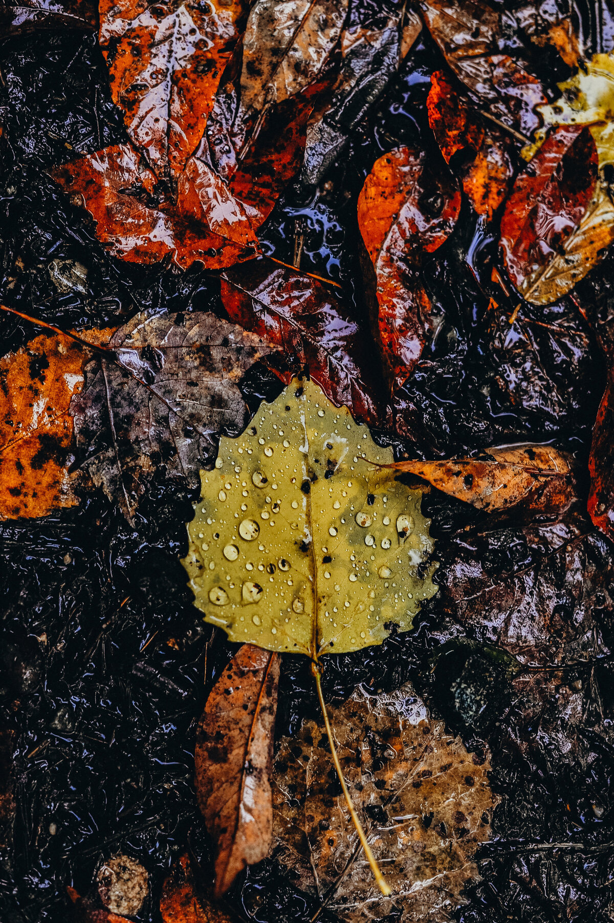 _BEC2693