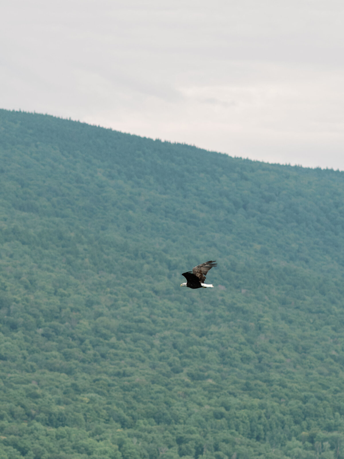 bald eagle flys by ceremony at  hildene wedding in manchster, vt ceremony