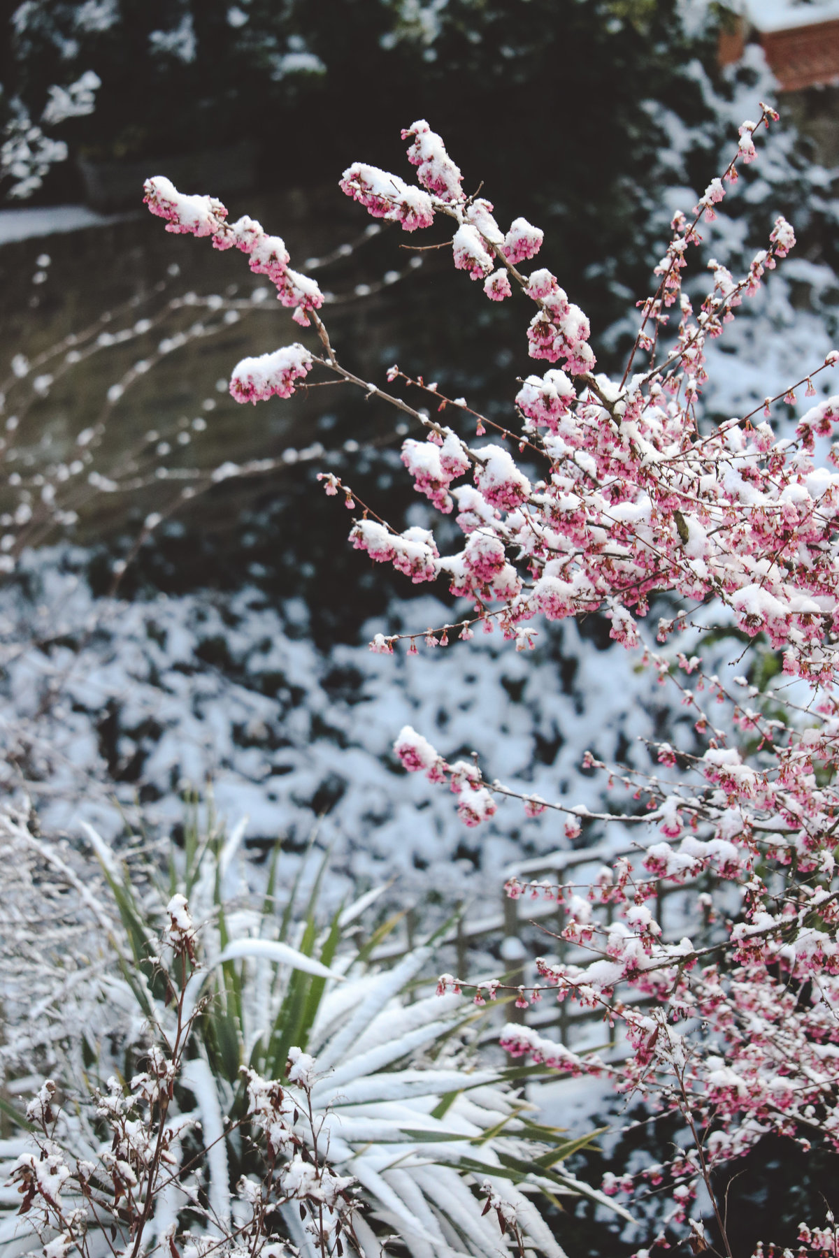 Cherry Blossom in the Snow