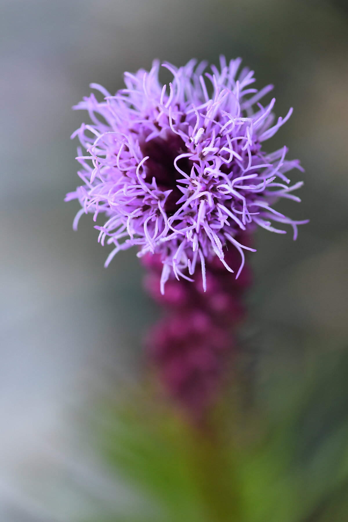 July garden - 139