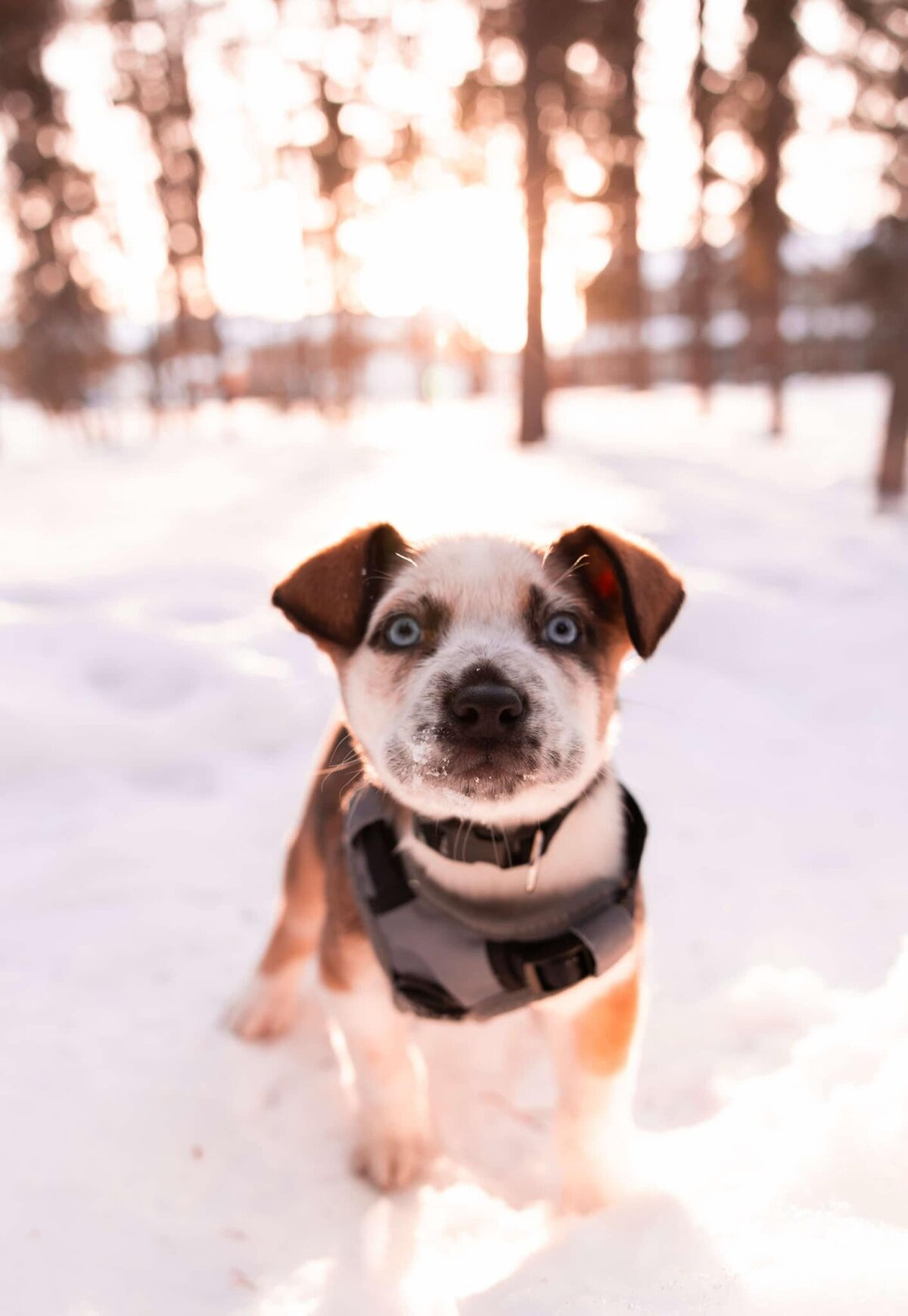 Humane Society Yukon/Mae Bachur