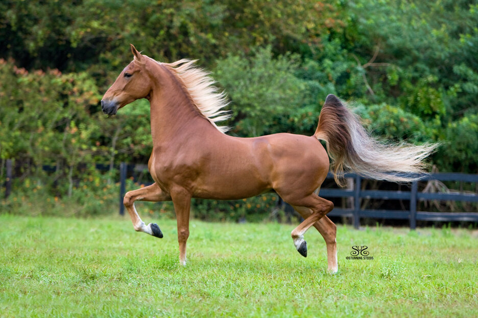 stunning-steeds-photo-american-saddlebred