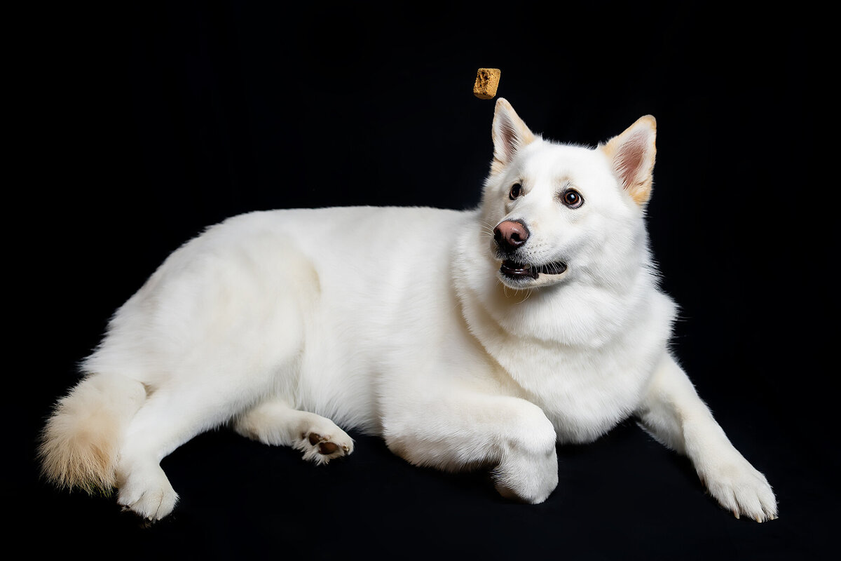 New Orleans Pet Photographer 60