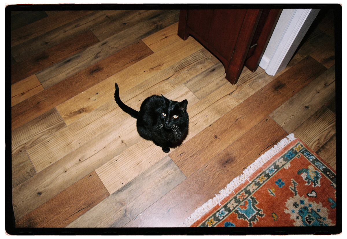 Cat captured with flash, showcasing an authentic and candid moment by Kate Winters Photography, Carmel, California.