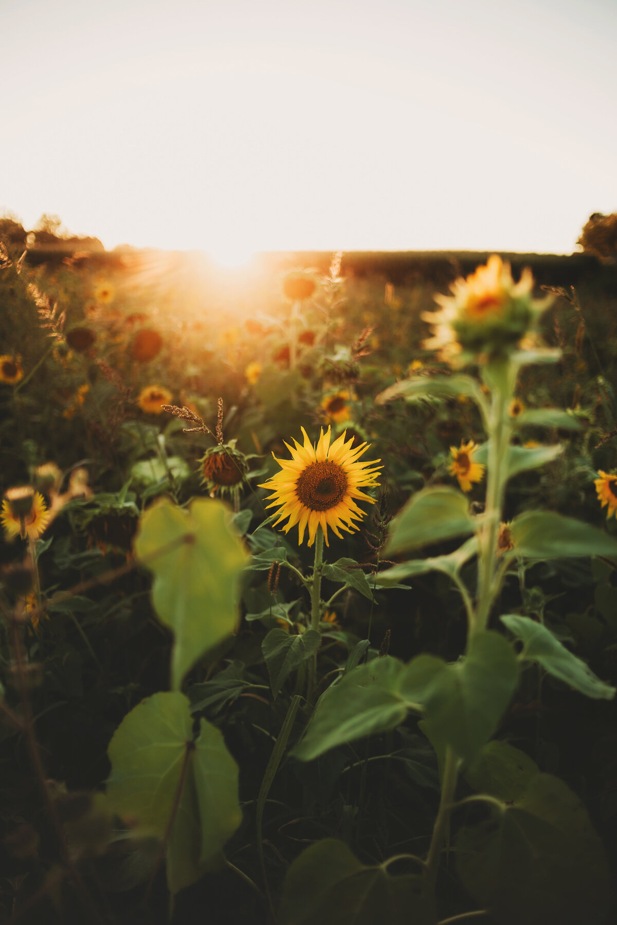 field of sunflowers