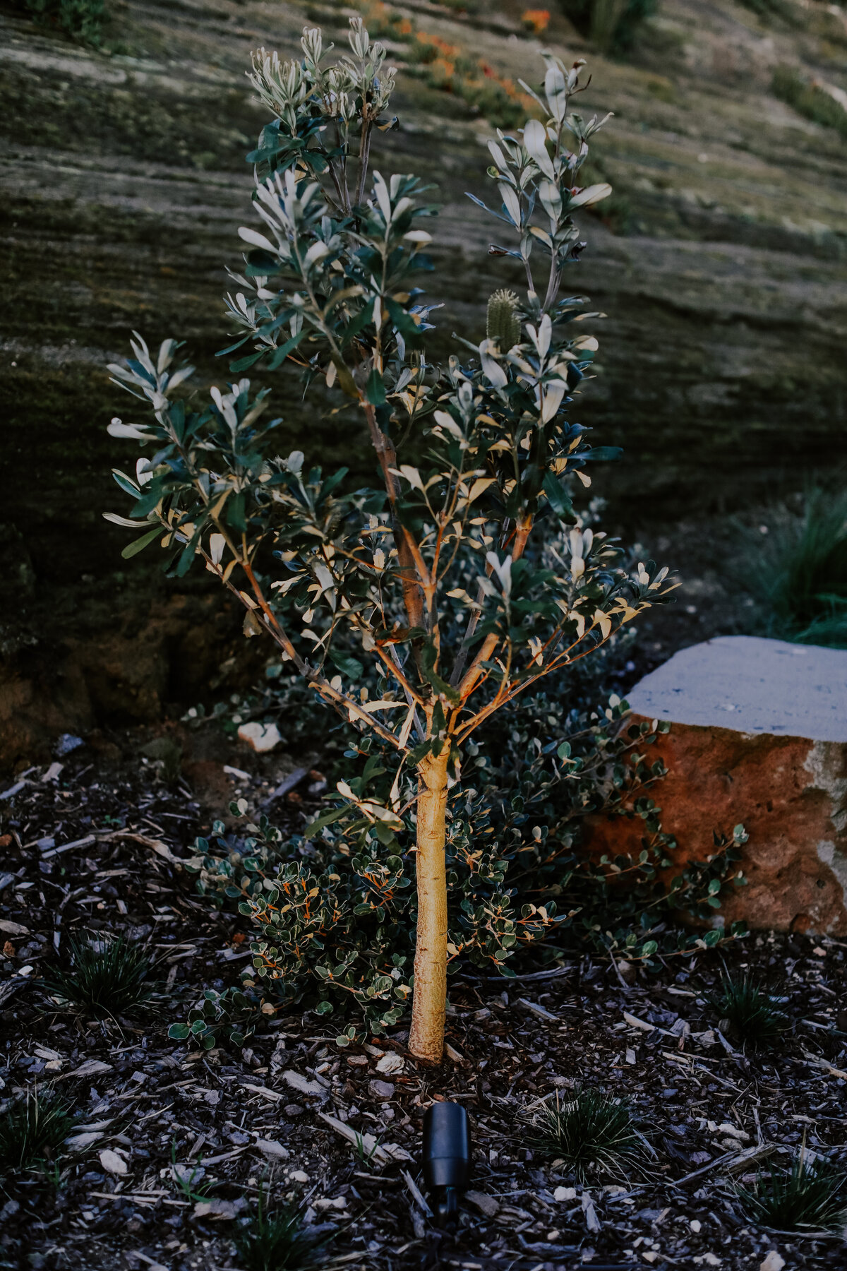 In ground lighting landscpaing warrnambool