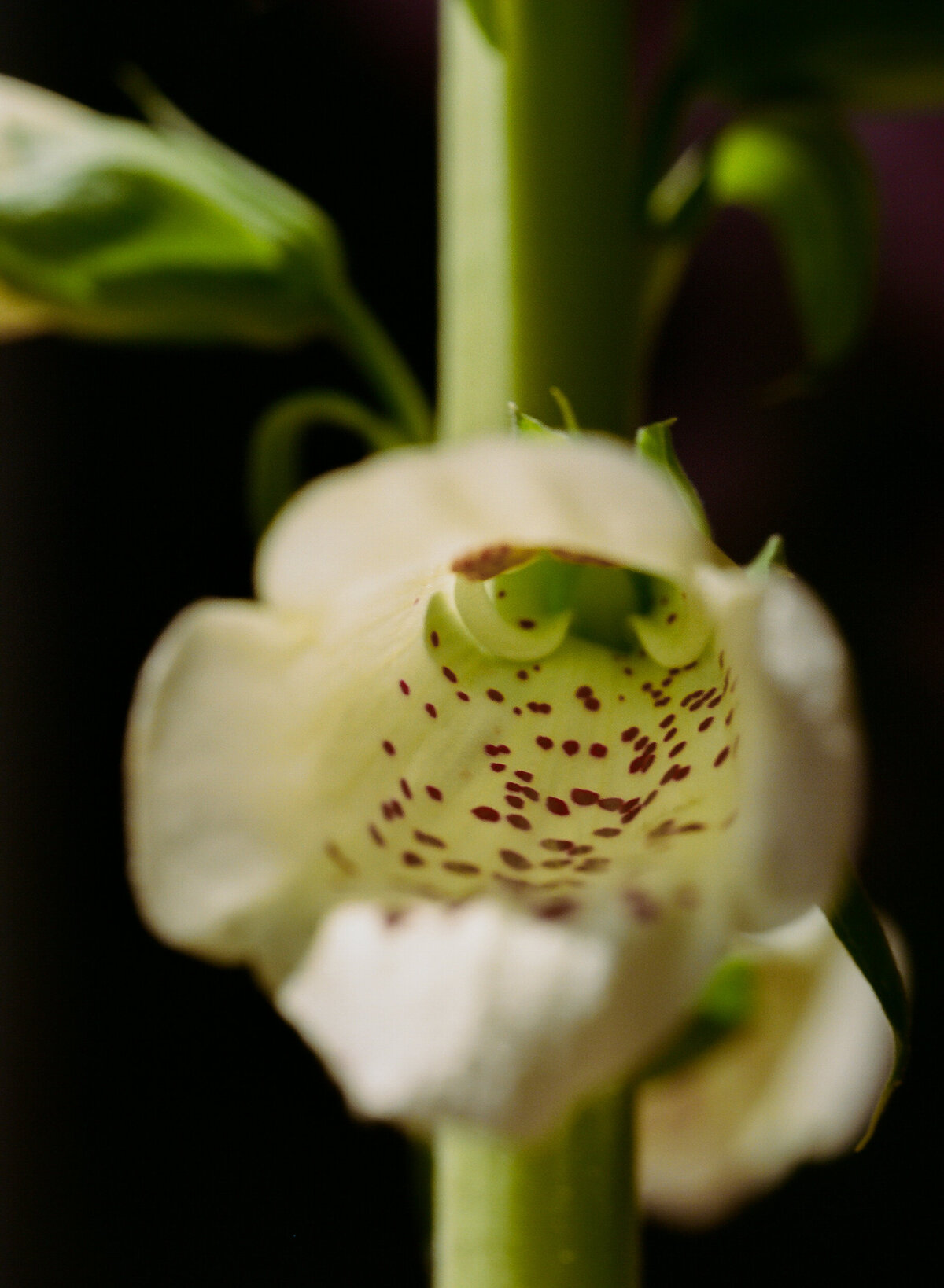 DT-25-siren floral workshop-1
