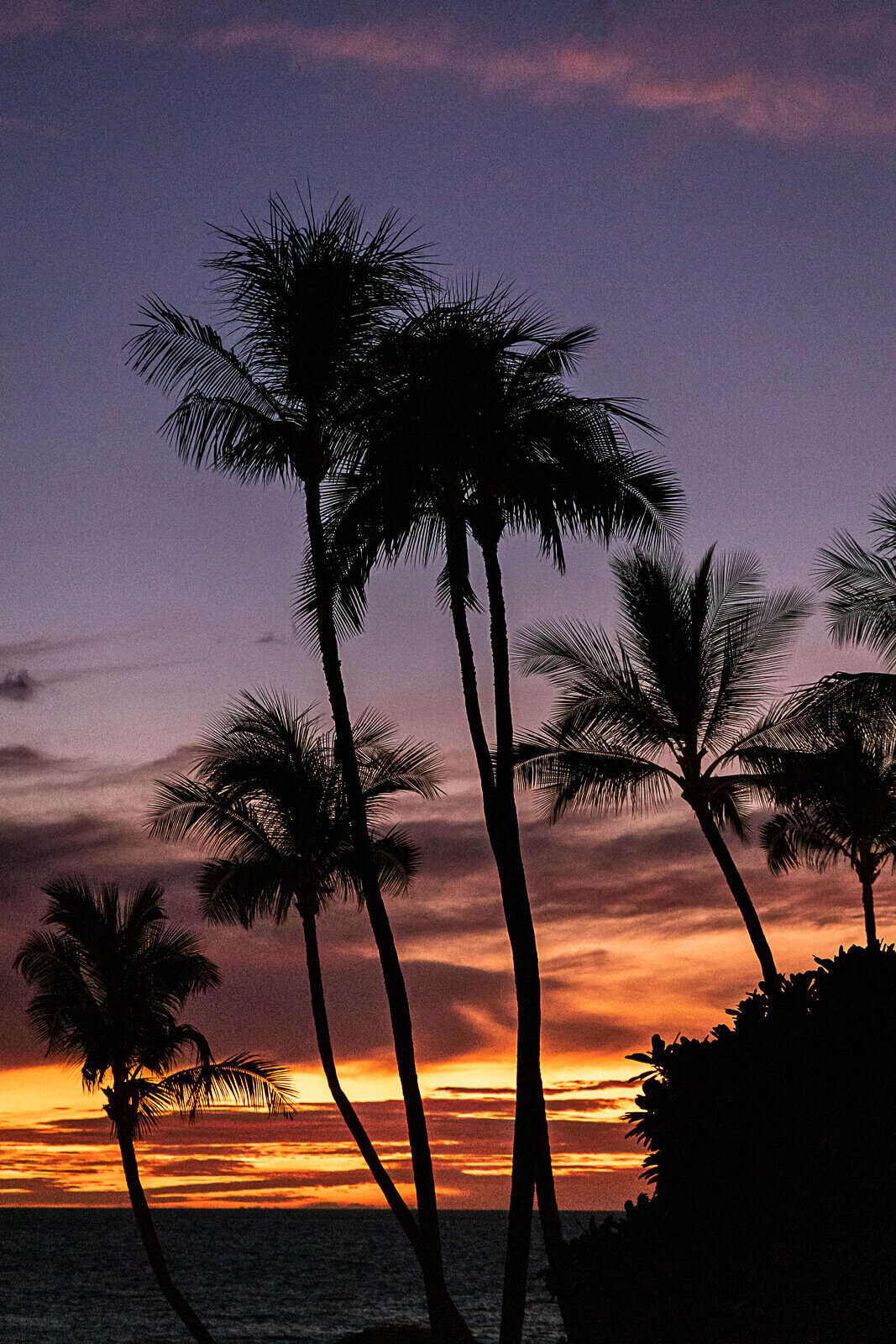 Newport-Beach-Family-Photographer-Hawaiian-palm-trees