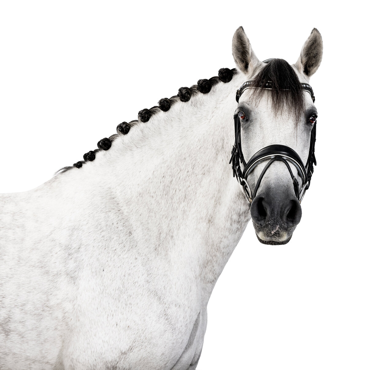 high res no logo (1)