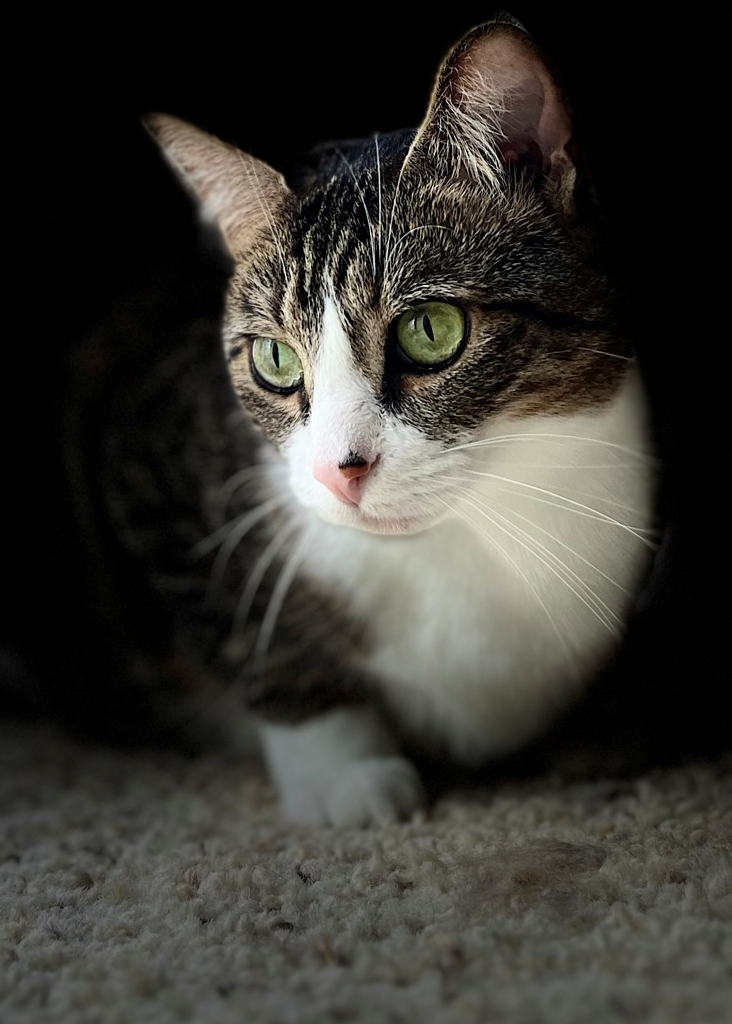 Dot Shorthair Domestic Cat