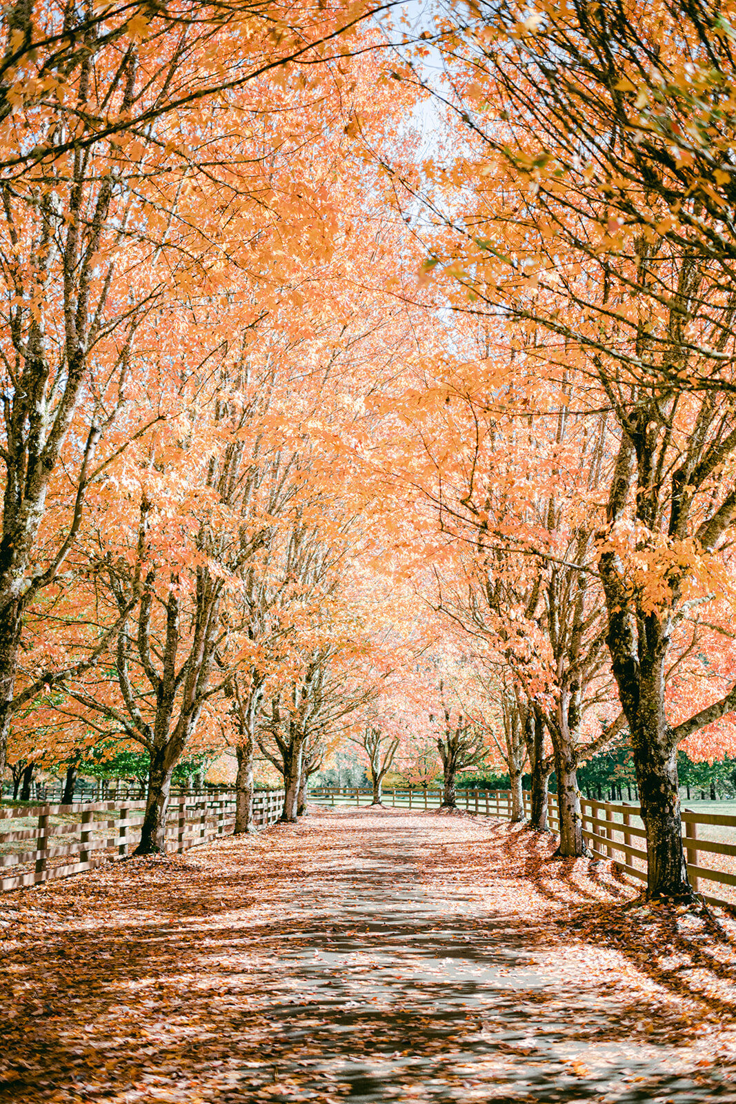 Michellia_Rockwood_Farm-002