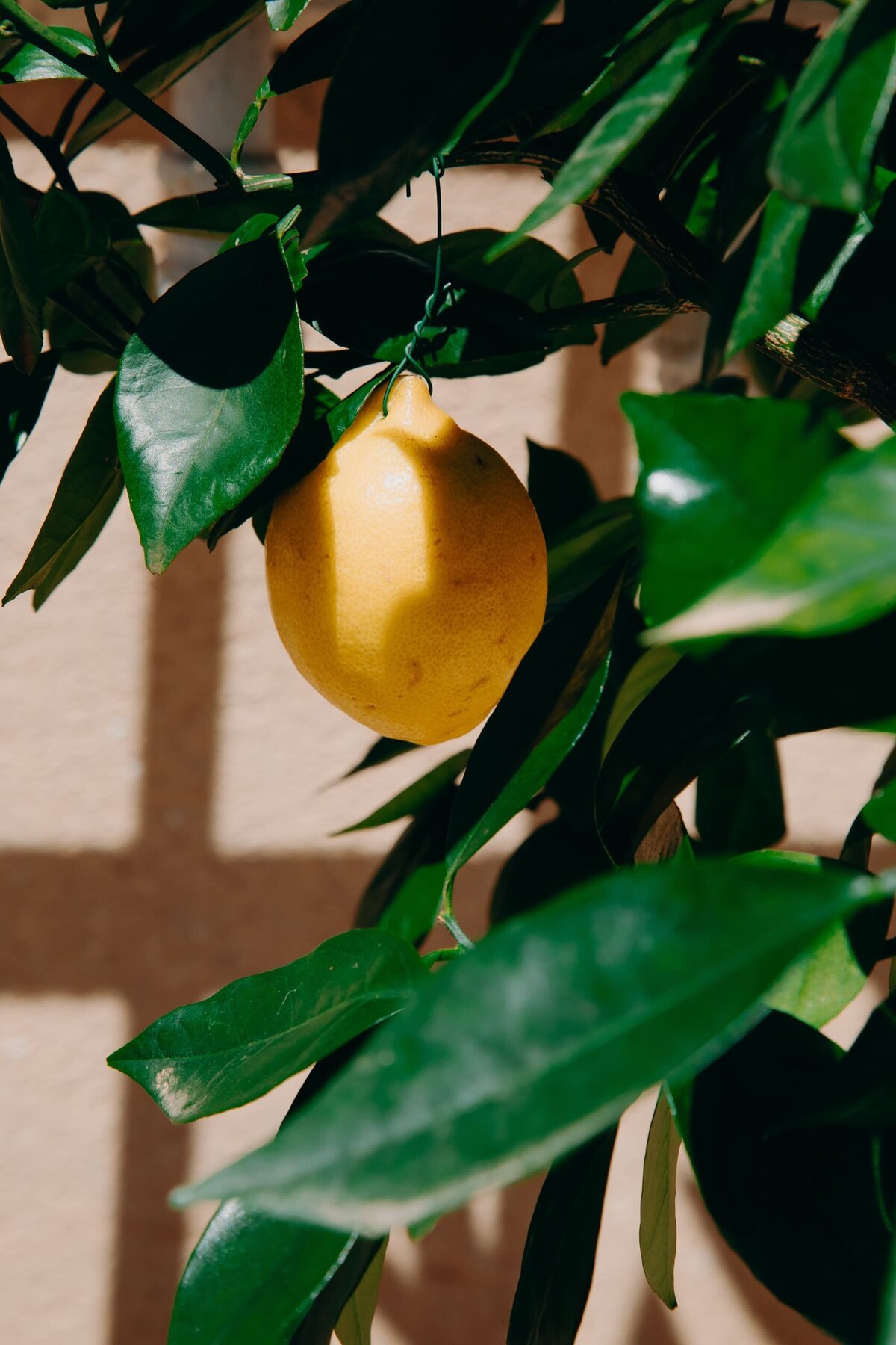 decoration-citron-mariage