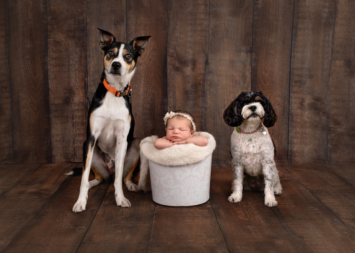 dog-collaged