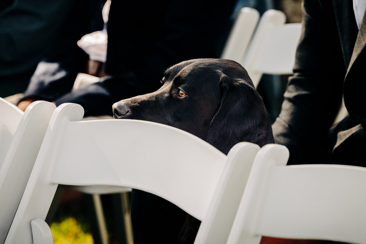 Dog watching wedding ceremony at Sky Ridge Ranch in Ronan, MT