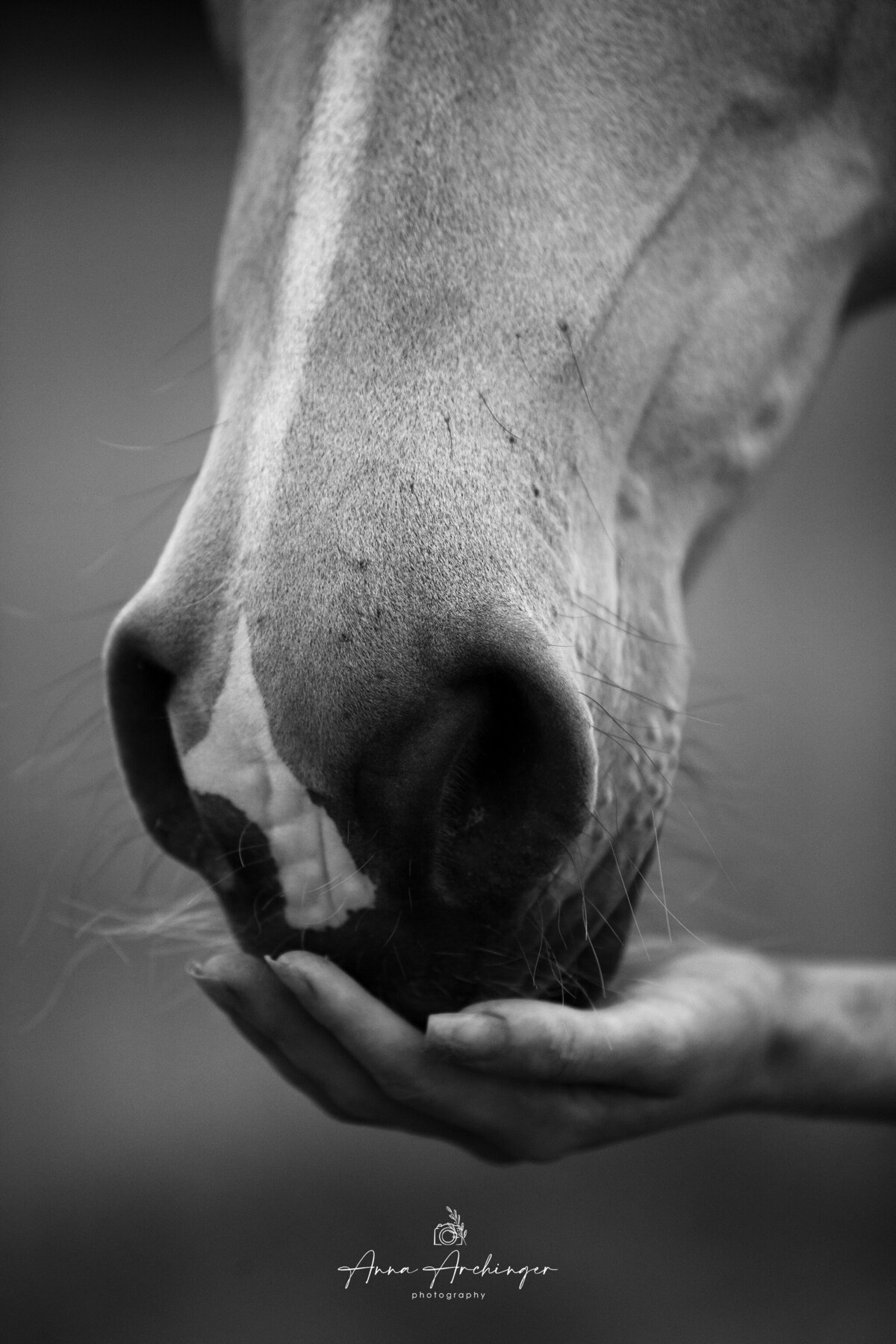Horse photography black and white