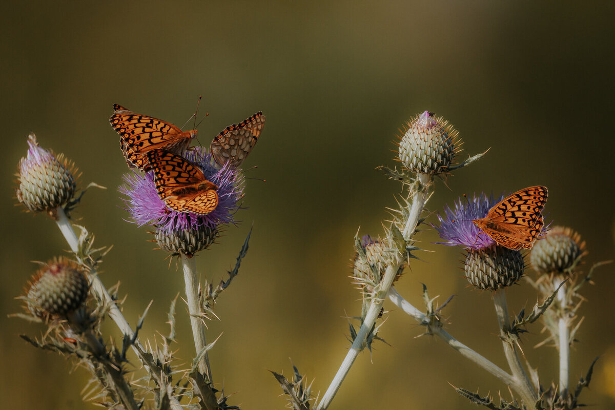 EDP Wildlife-230613-028