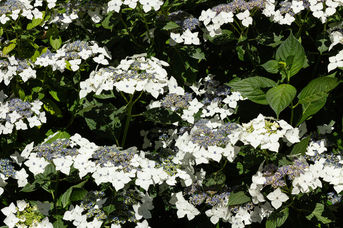 dogwood_white_1209