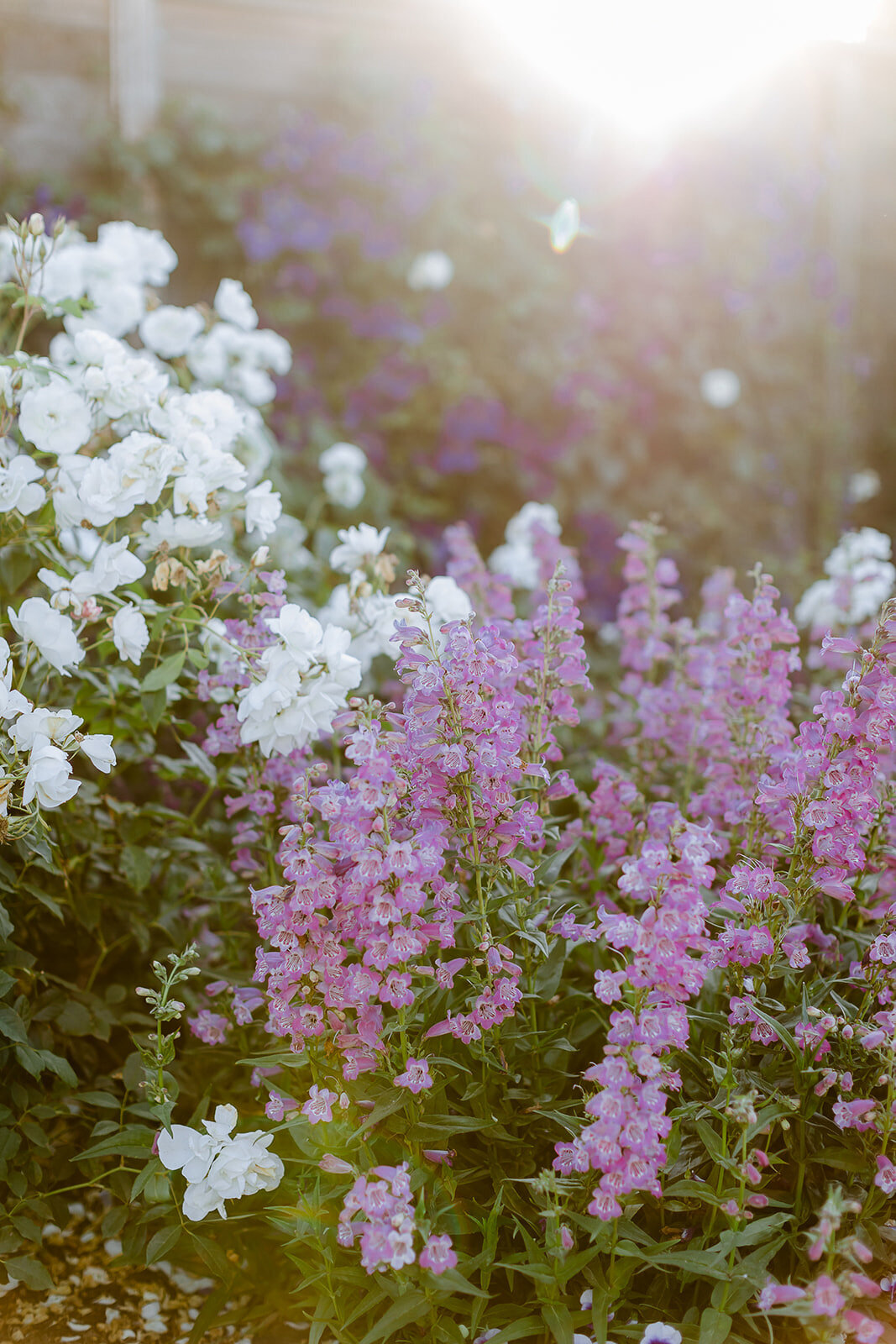 Cornerstone-wedding-sonoma-photographer-erin-courtney-dejauregui-0064