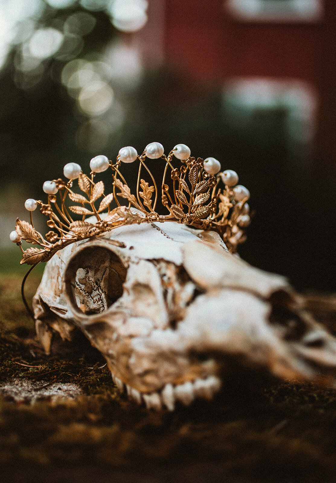 deer skull with wedding crown