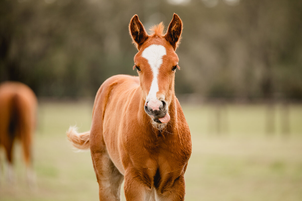 Cute picture of foal in the field.