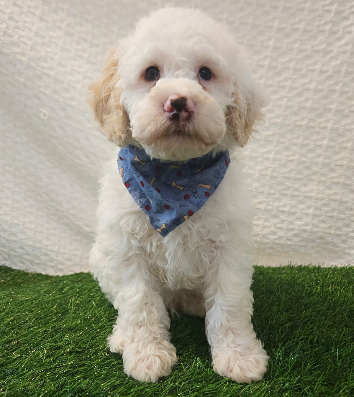 Leo male 1