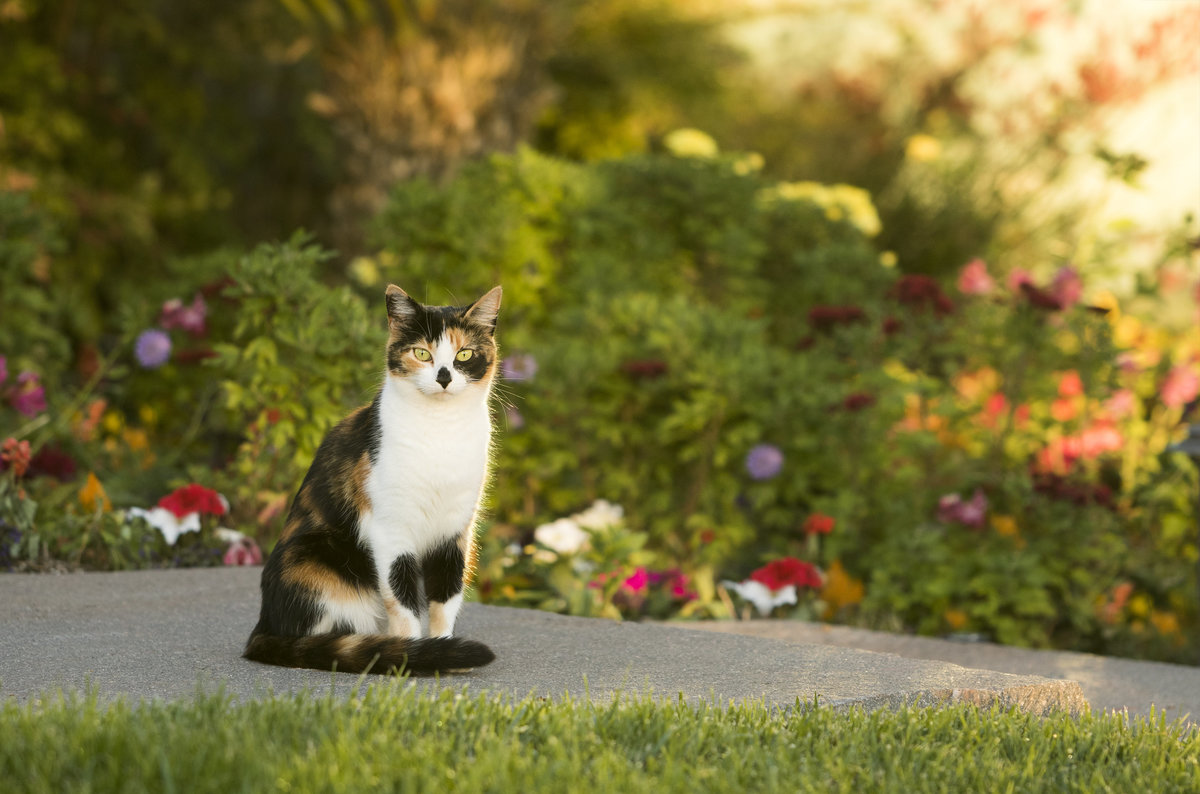 best cat photography san diego 1