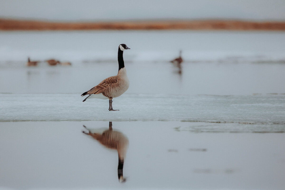 EDP Wildlife-220402-086