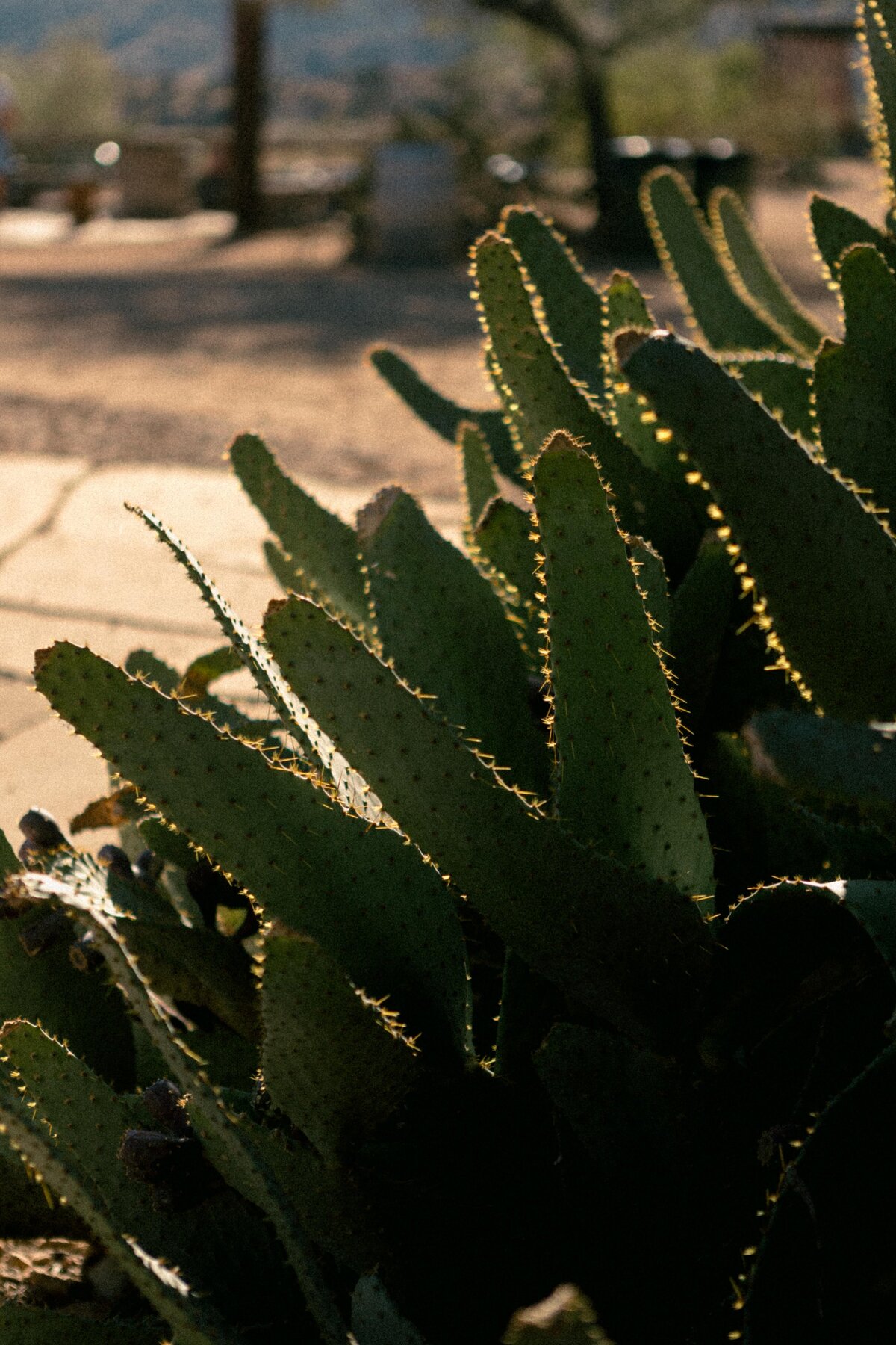 California Elopement