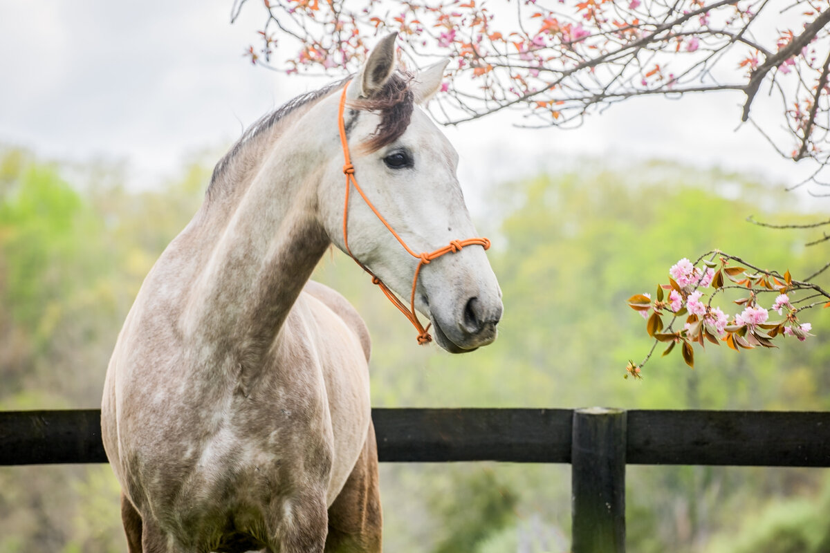 Equestrian-365