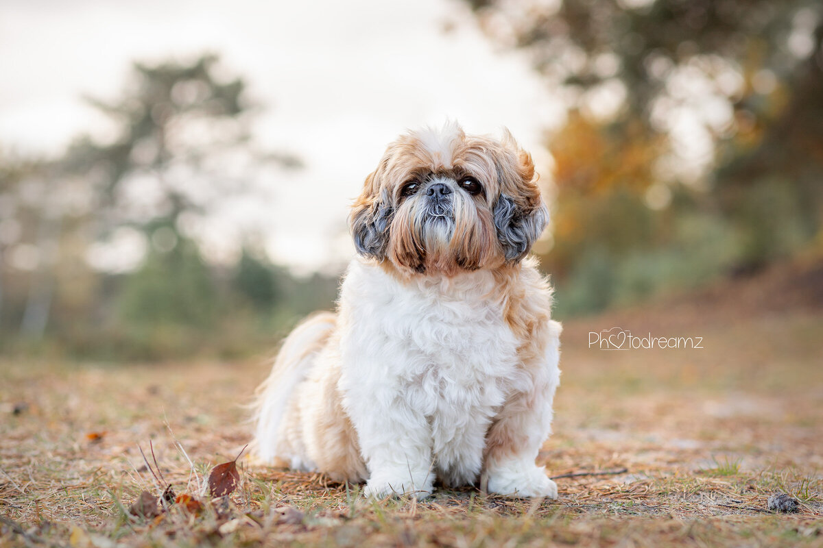 Fotoshoot-honden-limburg-shihtzu02