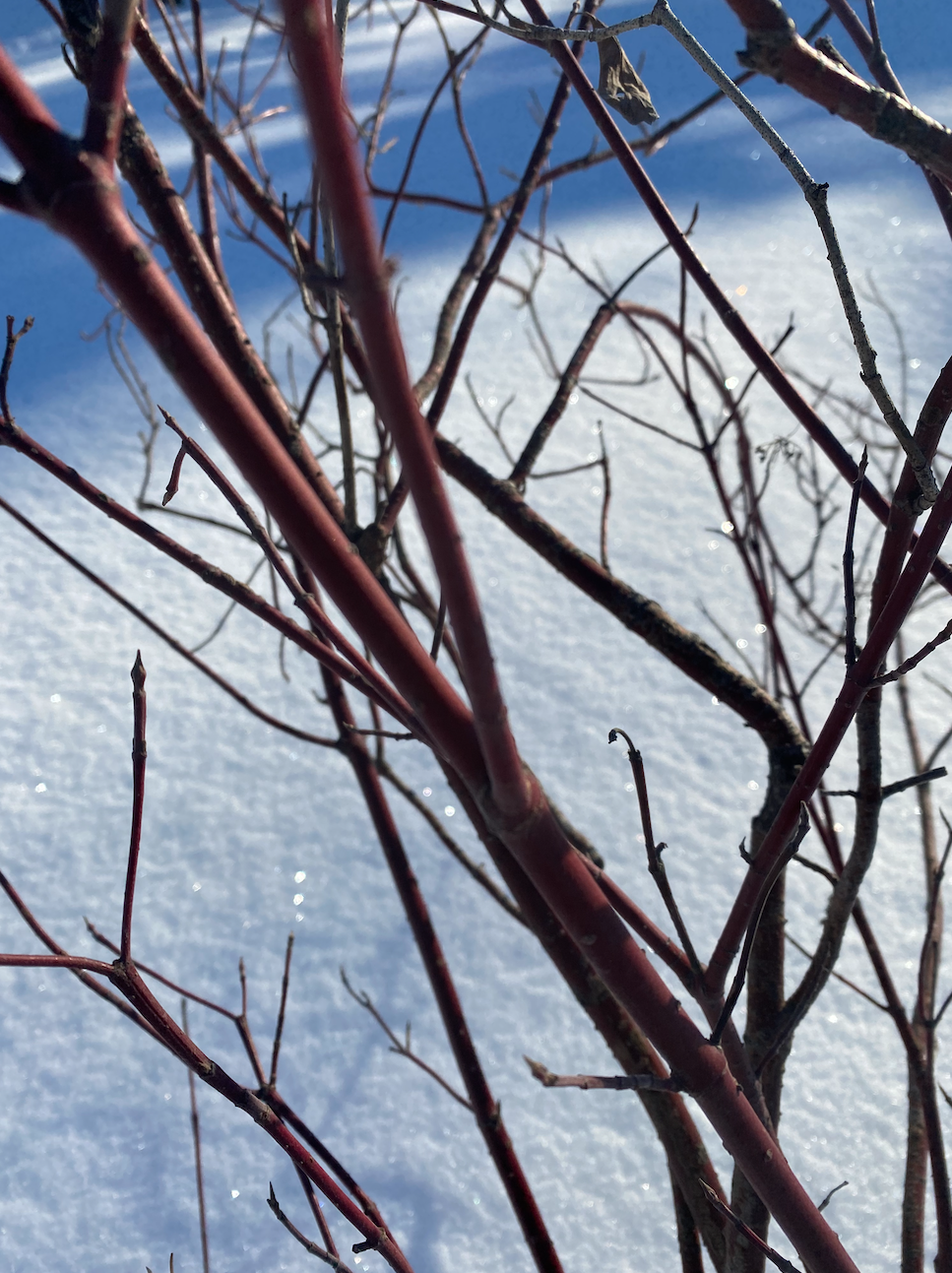 red dogwood ten lairs deep