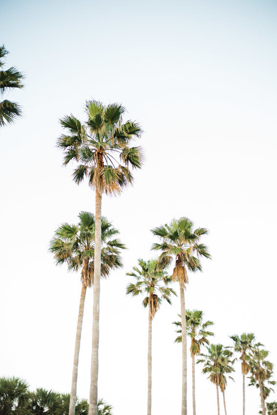 Tall Palm Trees in Beverly Hills, California