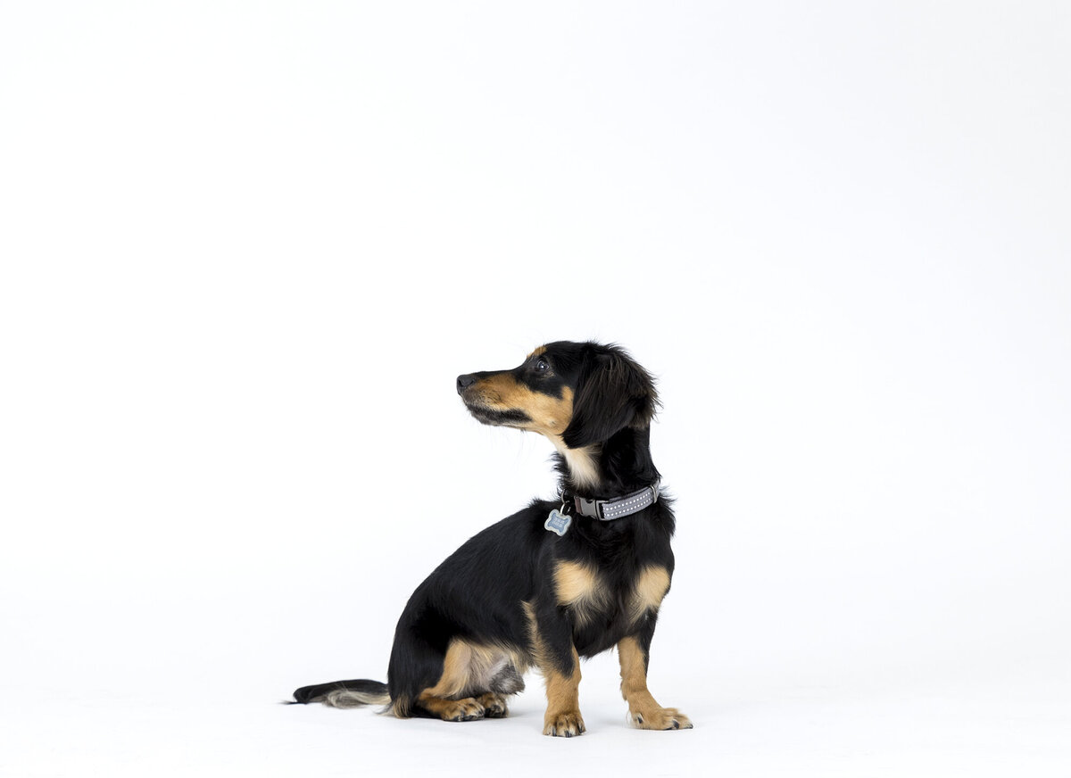 best pet photographer 5 copy